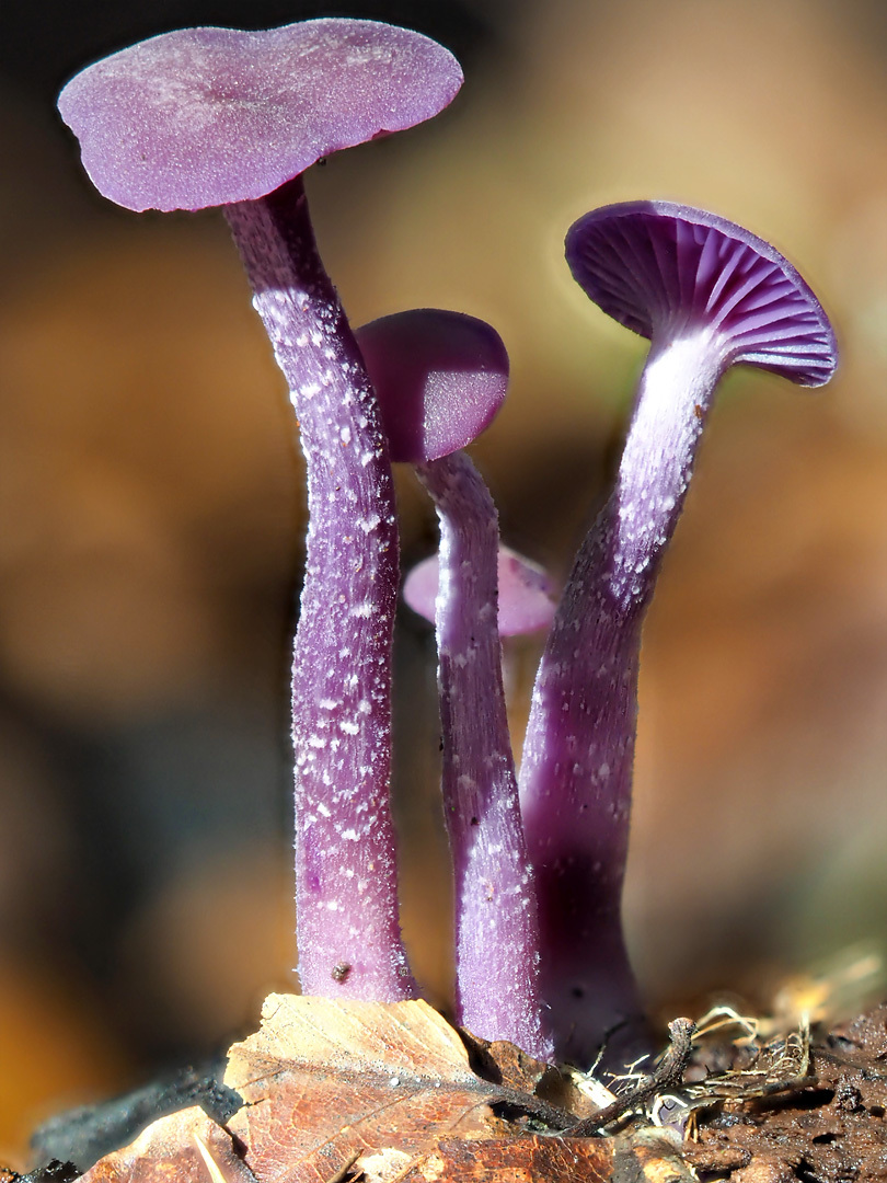 Click image for larger version

Name:	PA090756.jpg
Views:	83
Size:	340.7 KB
ID:	152174