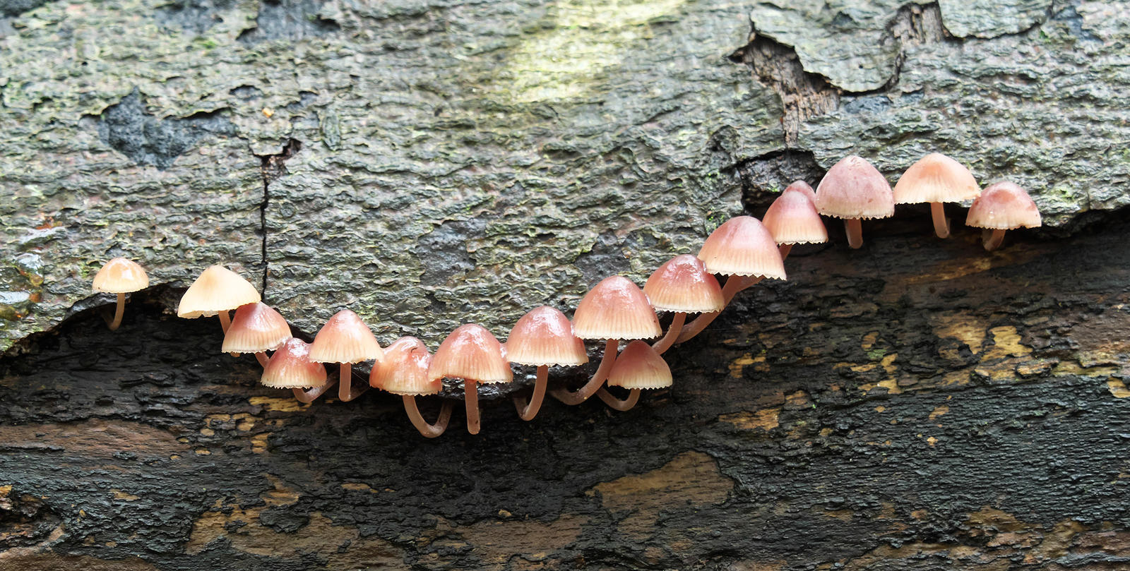 Click image for larger version

Name:	PA211116.jpg
Views:	82
Size:	374.6 KB
ID:	152175