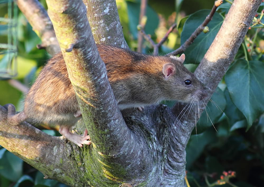 Click image for larger version

Name:	_MG_8019.jpg
Views:	86
Size:	145.8 KB
ID:	152368