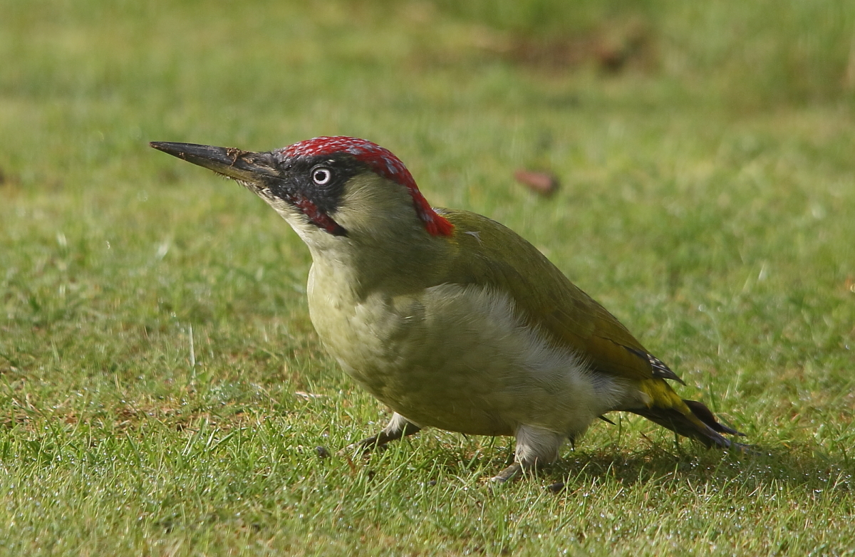 Click image for larger version

Name:	IMG_2170aa.JPG
Views:	198
Size:	826.1 KB
ID:	152420