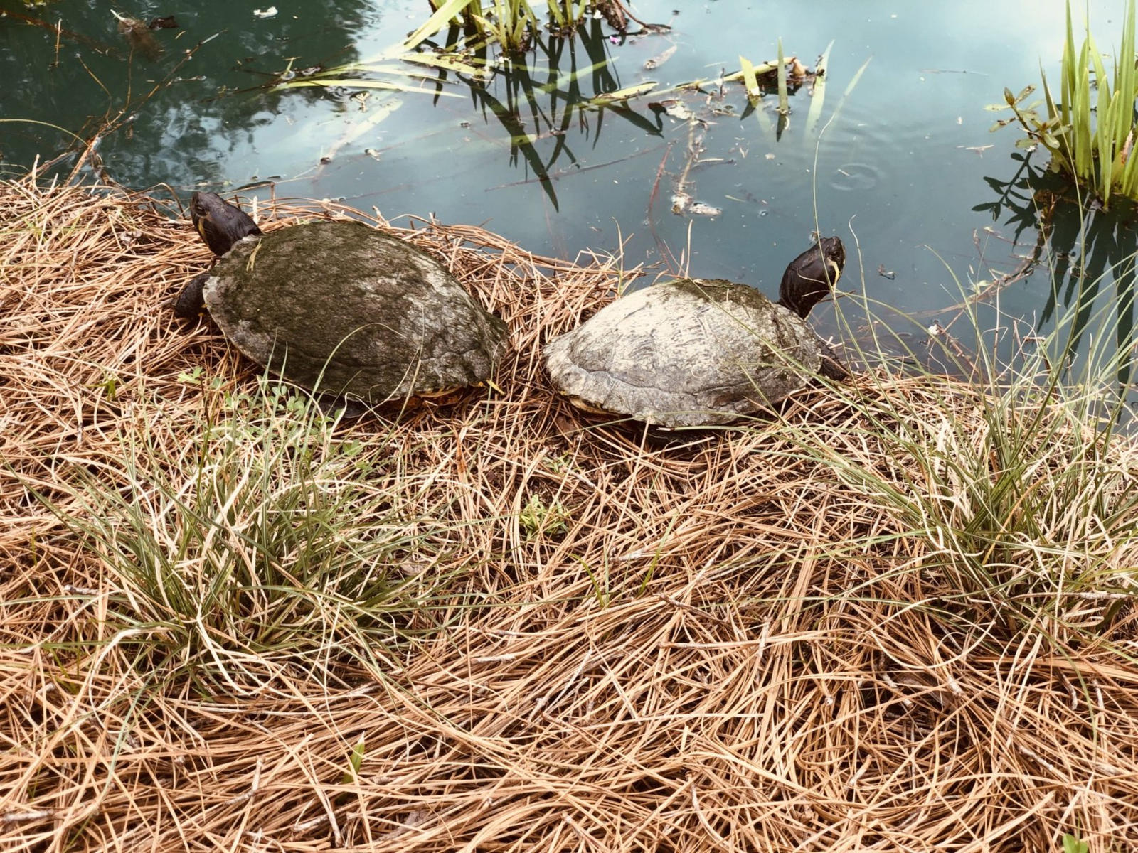 Click image for larger version  Name:	05.jpg Views:	0 Size:	603.1 KB ID:	153290