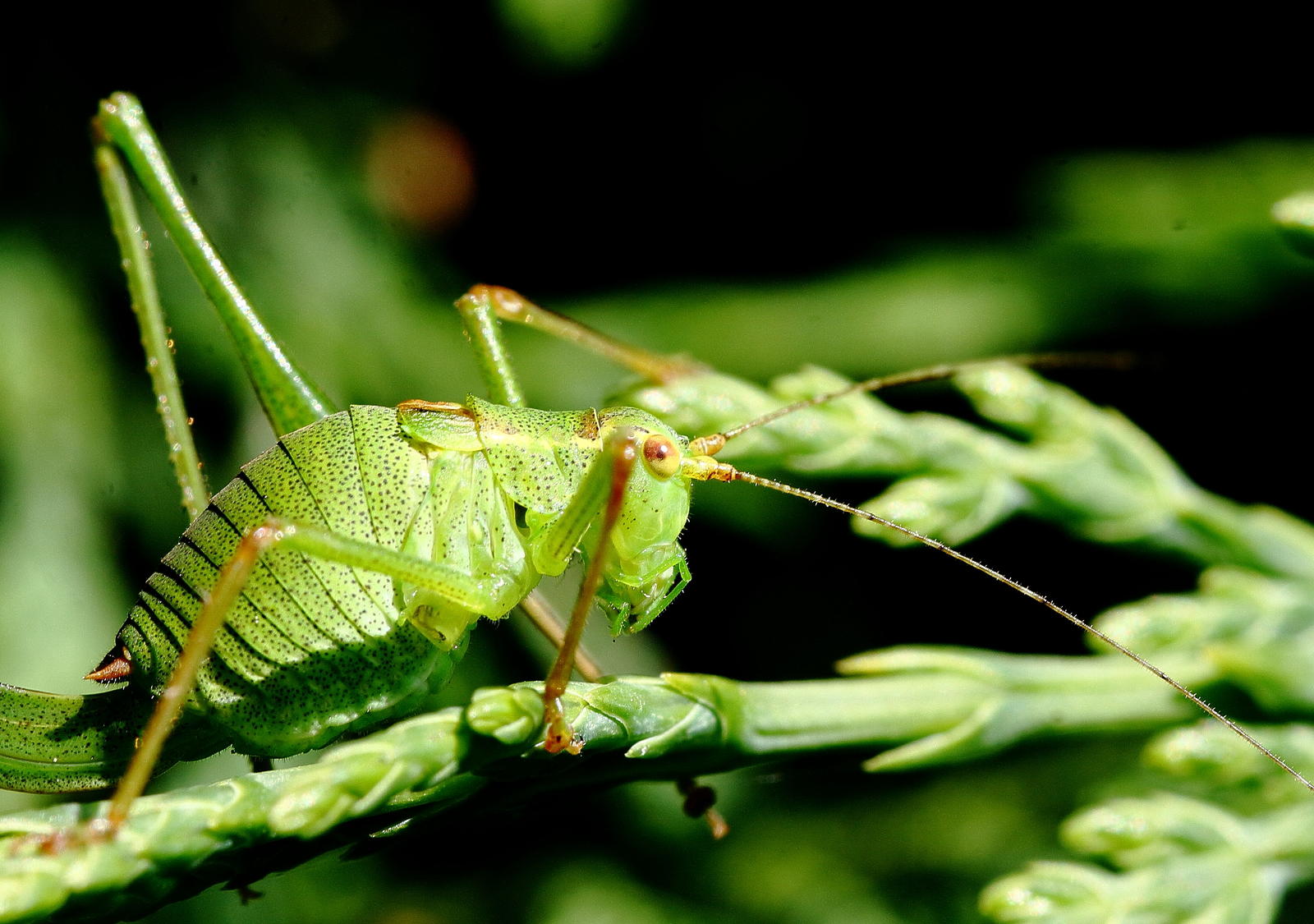 Click image for larger version  Name:	IMG_4278aaa.JPG Views:	0 Size:	217.2 KB ID:	153335