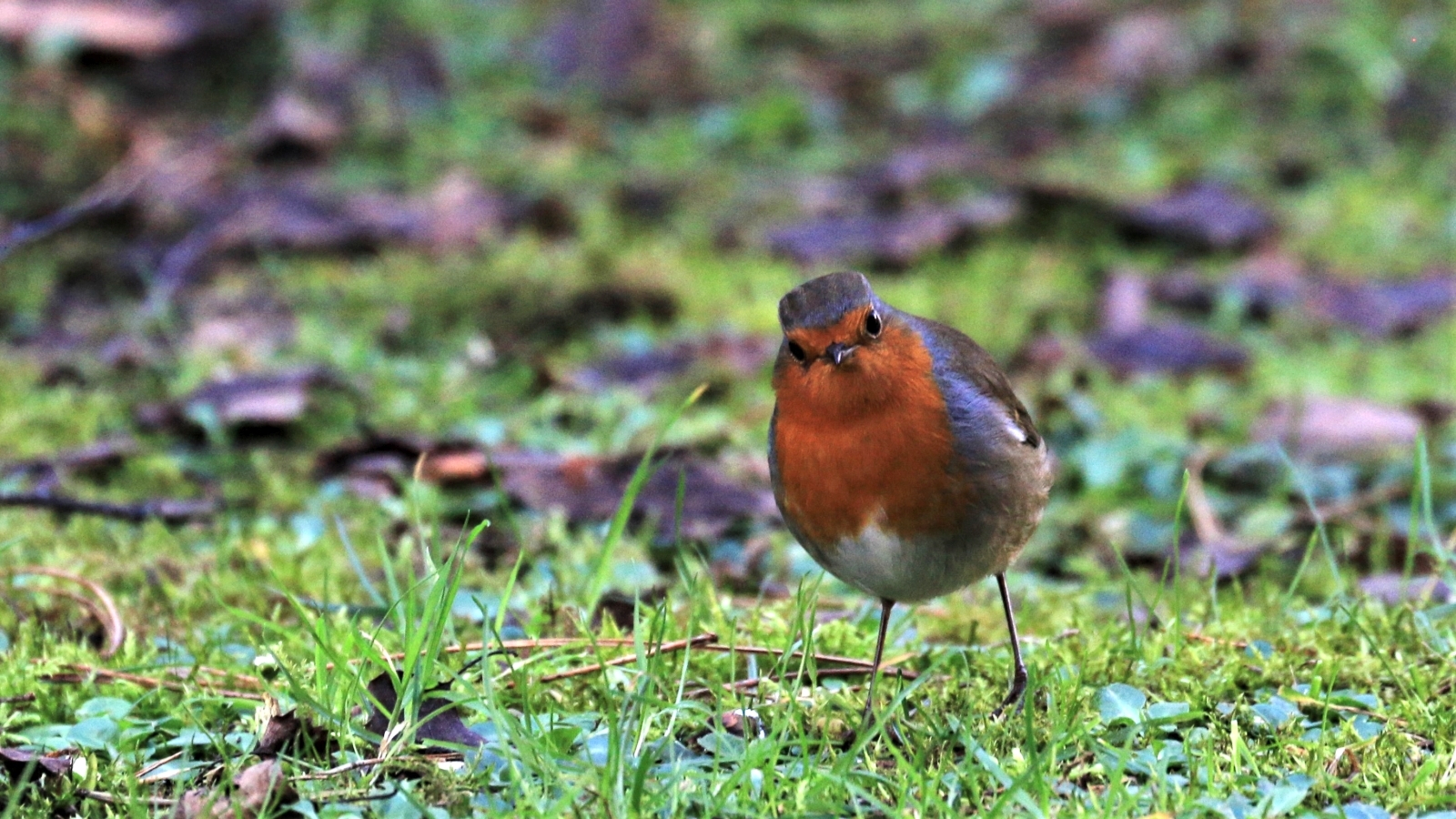 Click image for larger version

Name:	IMG_2039.jpg
Views:	105
Size:	1.08 MB
ID:	153355