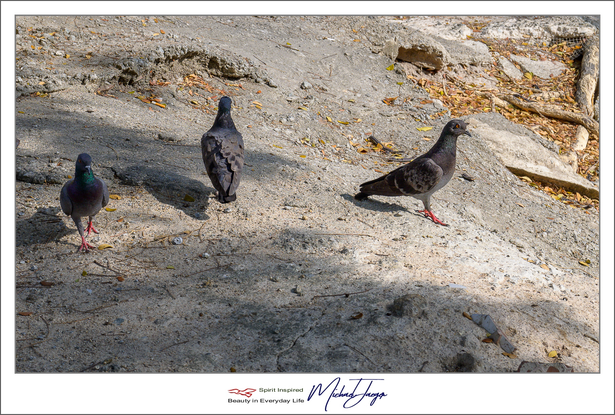 Click image for larger version

Name:	temple-4.jpg
Views:	44
Size:	1.09 MB
ID:	153429