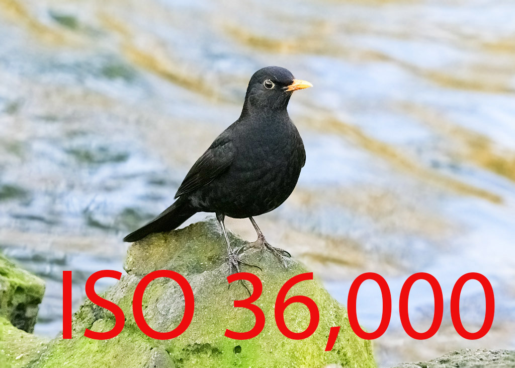 Click image for larger version

Name:	DSC_2842.jpg
Views:	543
Size:	225.1 KB
ID:	153440