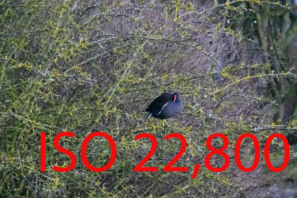 Click image for larger version

Name:	DSC_29167.jpg
Views:	60
Size:	275.4 KB
ID:	153441