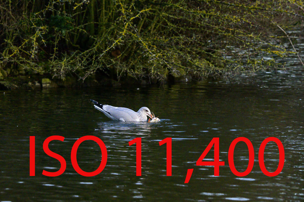 Click image for larger version

Name:	DSC_29127.jpg
Views:	72
Size:	243.4 KB
ID:	153442