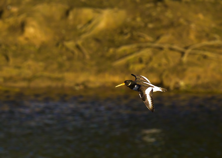 Click image for larger version

Name:	49187320168_9fb1a1e0a7_o.jpg
Views:	48
Size:	123.0 KB
ID:	153475