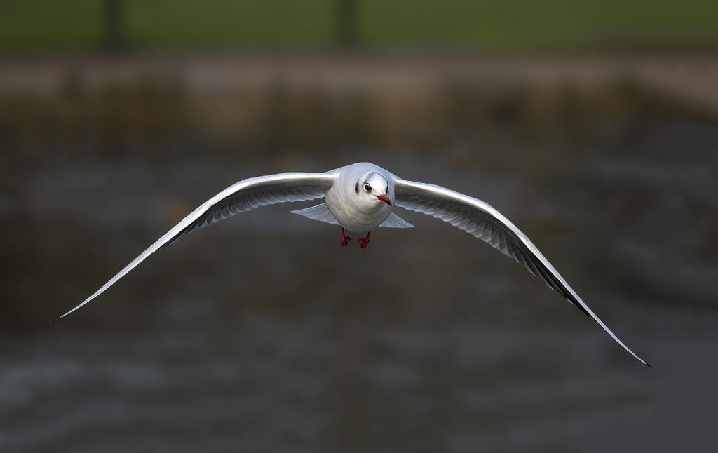 Click image for larger version  Name:	MIK_0505.jpg Views:	0 Size:	29.6 KB ID:	153478