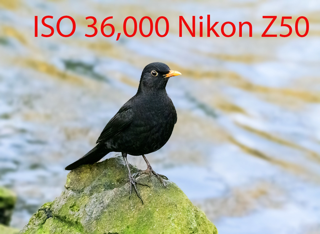 Click image for larger version

Name:	DSC_2843.jpg
Views:	83
Size:	236.1 KB
ID:	153519