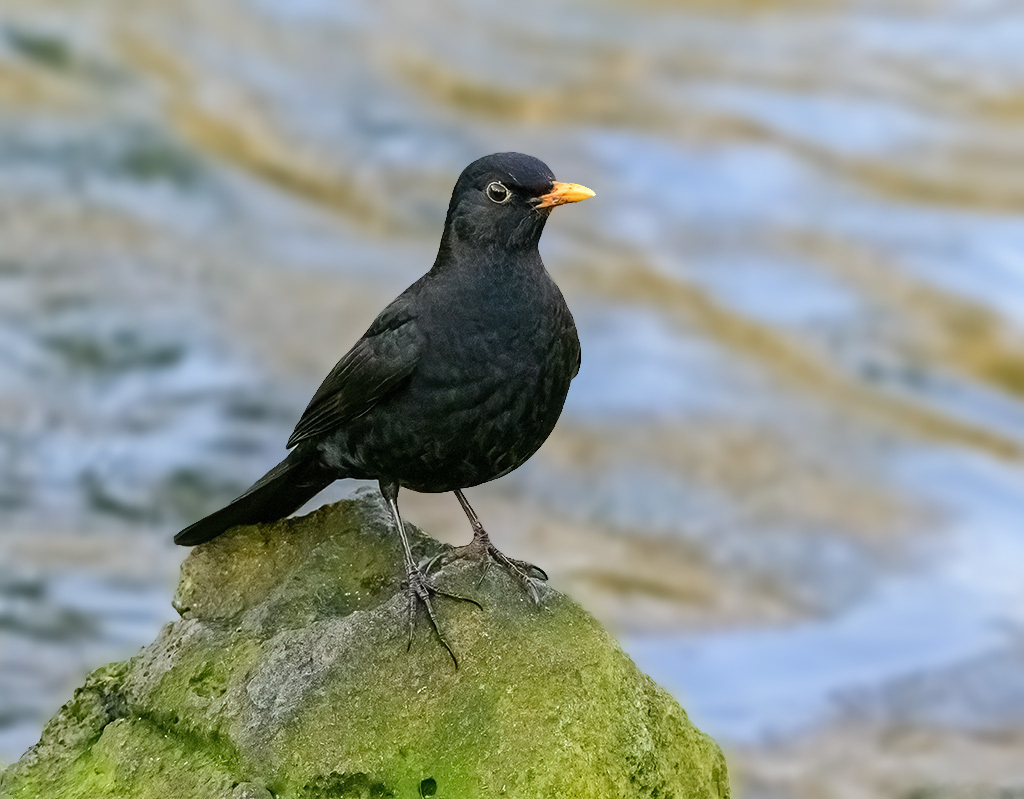 Click image for larger version

Name:	DSC_2842topaz.jpg
Views:	55
Size:	231.0 KB
ID:	153520