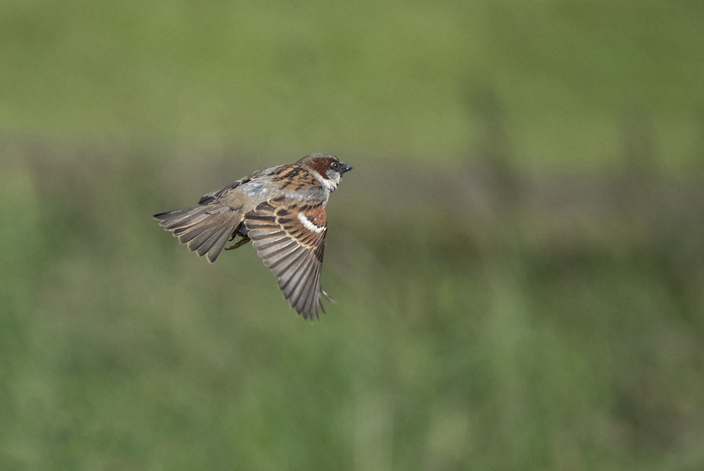 Click image for larger version

Name:	P5220009.jpg
Views:	35
Size:	77.2 KB
ID:	153522