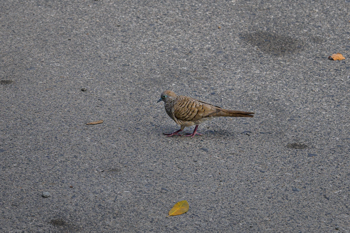 Click image for larger version

Name:	birdy-walk-1-2.jpg
Views:	199
Size:	1.21 MB
ID:	153545