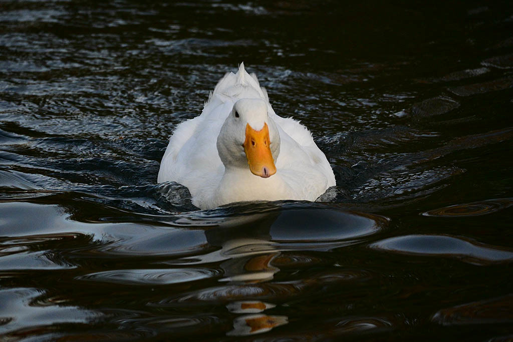 Click image for larger version

Name:	DSC_0379.jpg
Views:	78
Size:	149.7 KB
ID:	153570