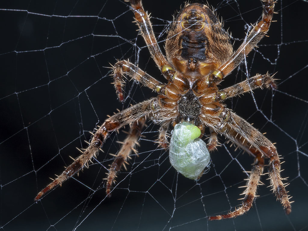 Click image for larger version

Name:	p9190278_44057773724_o.jpg
Views:	62
Size:	230.2 KB
ID:	153748