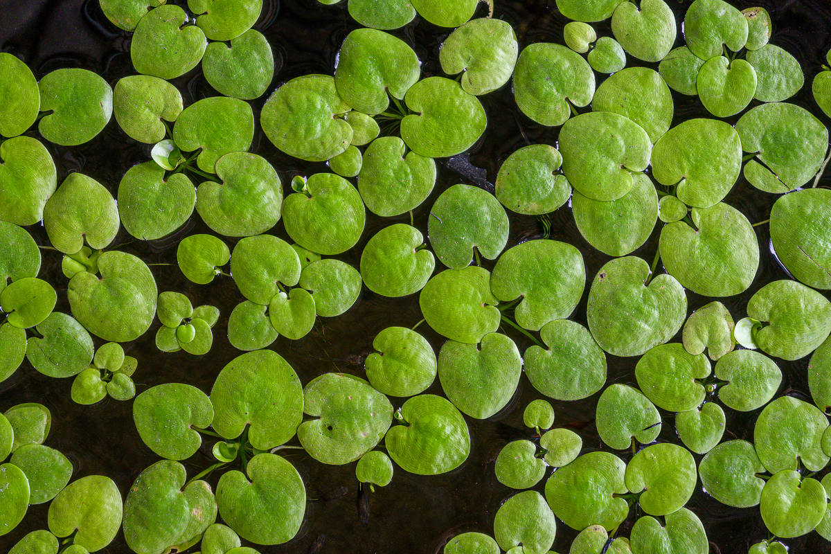 Click image for larger version

Name:	hearts-1-2.jpg
Views:	173
Size:	1.53 MB
ID:	153754