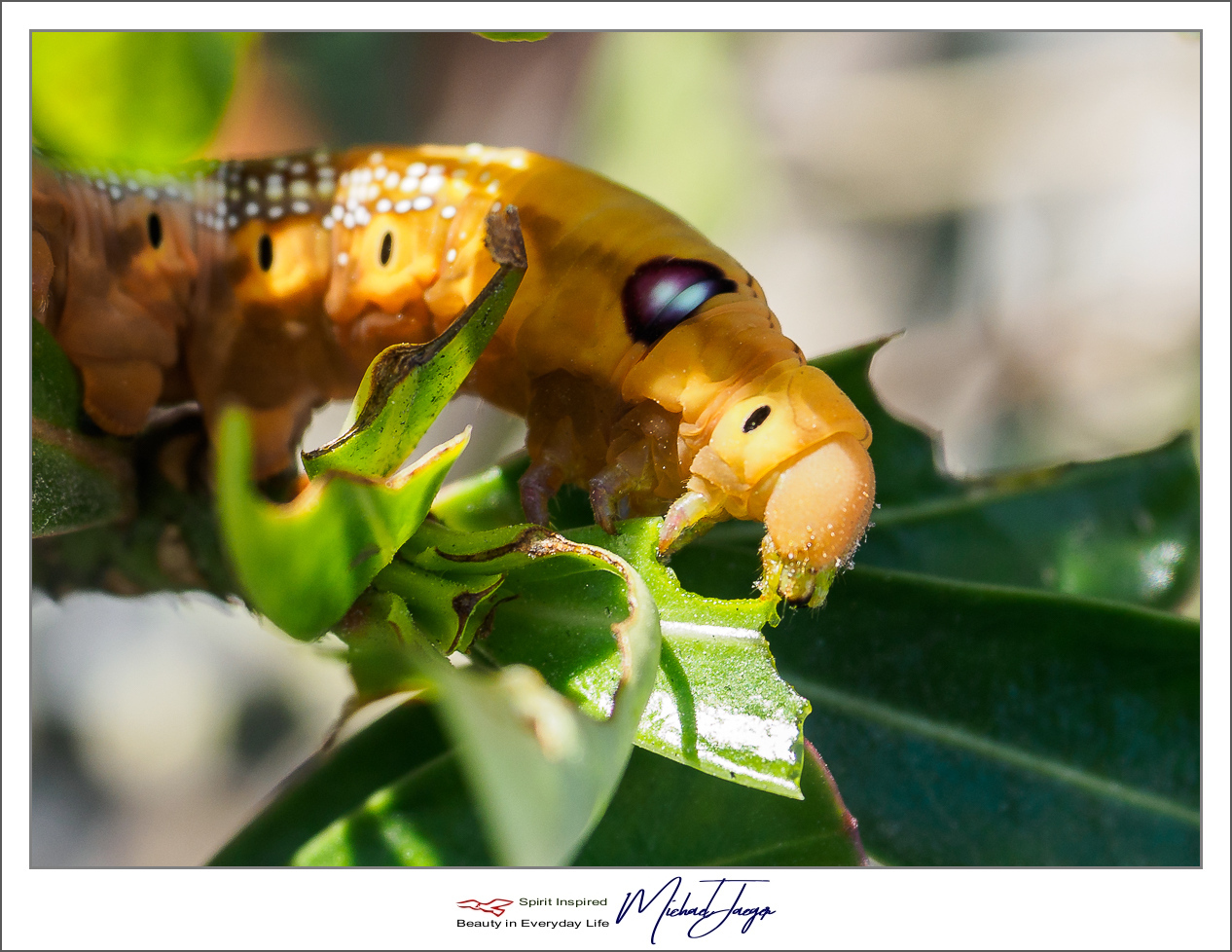 Click image for larger version

Name:	brakfast-3.jpg
Views:	81
Size:	585.7 KB
ID:	153756