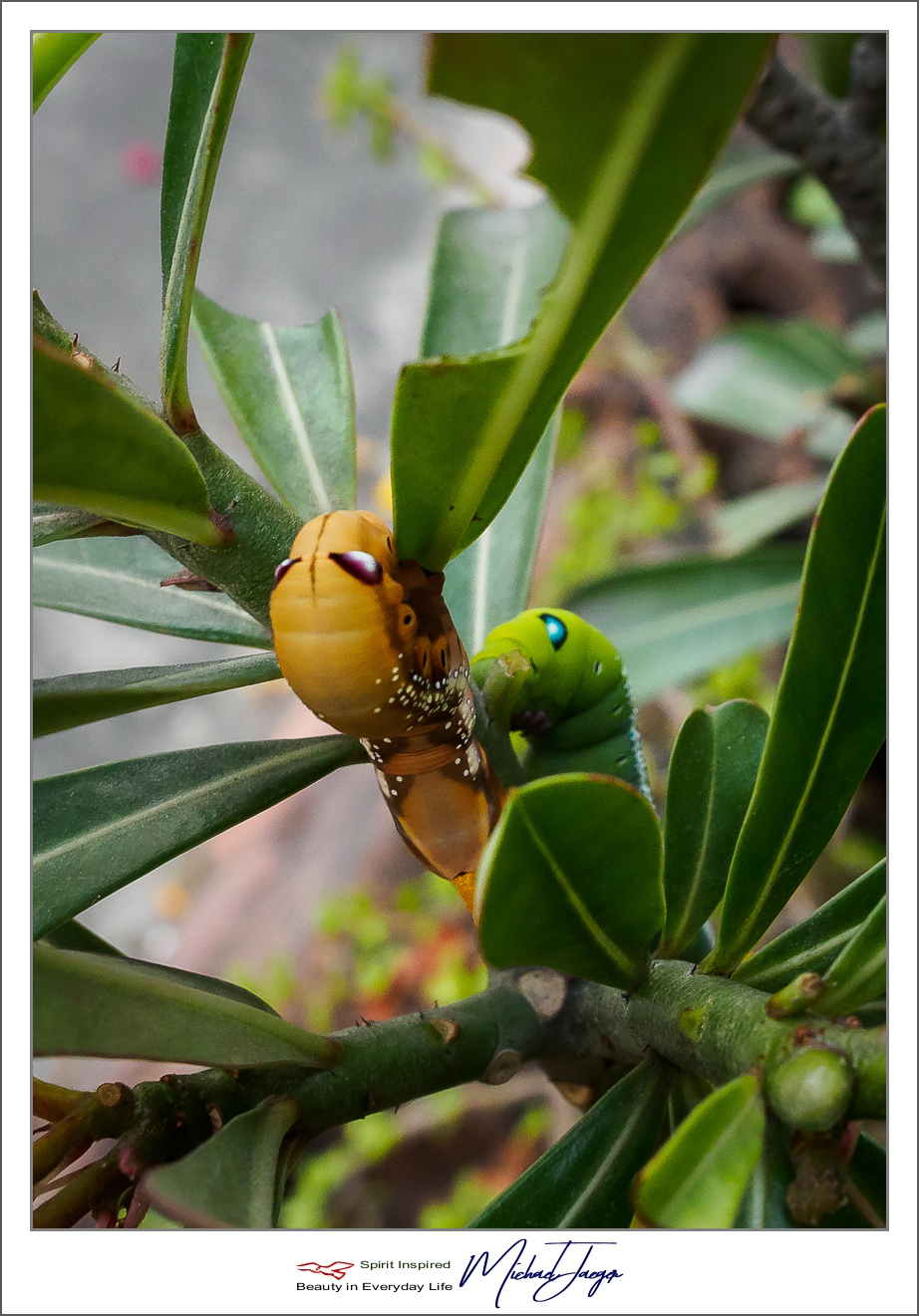 Click image for larger version

Name:	caterpillars-2.jpg
Views:	86
Size:	699.7 KB
ID:	153764