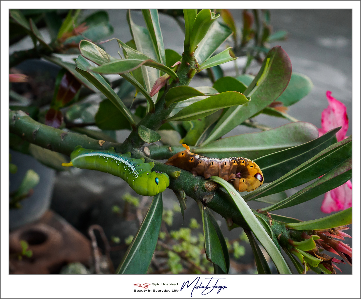 Click image for larger version

Name:	caterpillars-5.jpg
Views:	95
Size:	727.0 KB
ID:	153767