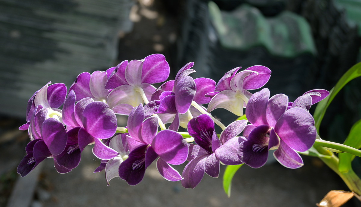 Click image for larger version

Name:	orchid-2.jpg
Views:	232
Size:	696.9 KB
ID:	153972