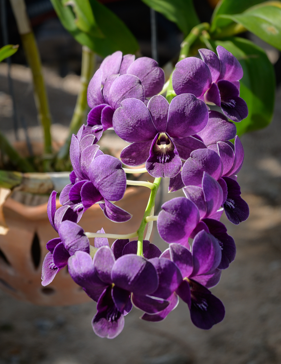 Click image for larger version

Name:	orchid-1.jpg
Views:	237
Size:	877.8 KB
ID:	153973