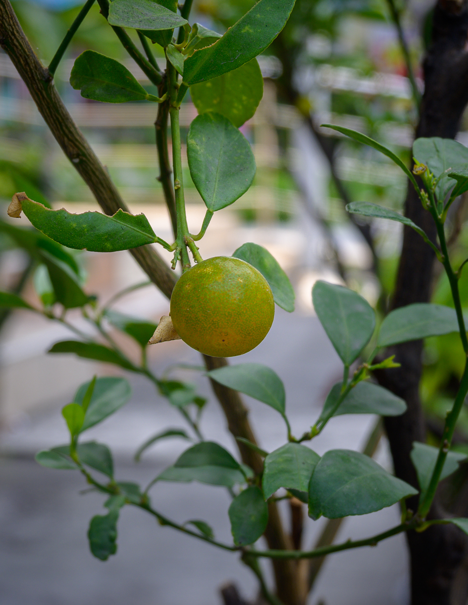 Click image for larger version

Name:	lime-orange-1-2.jpg
Views:	66
Size:	849.6 KB
ID:	153977