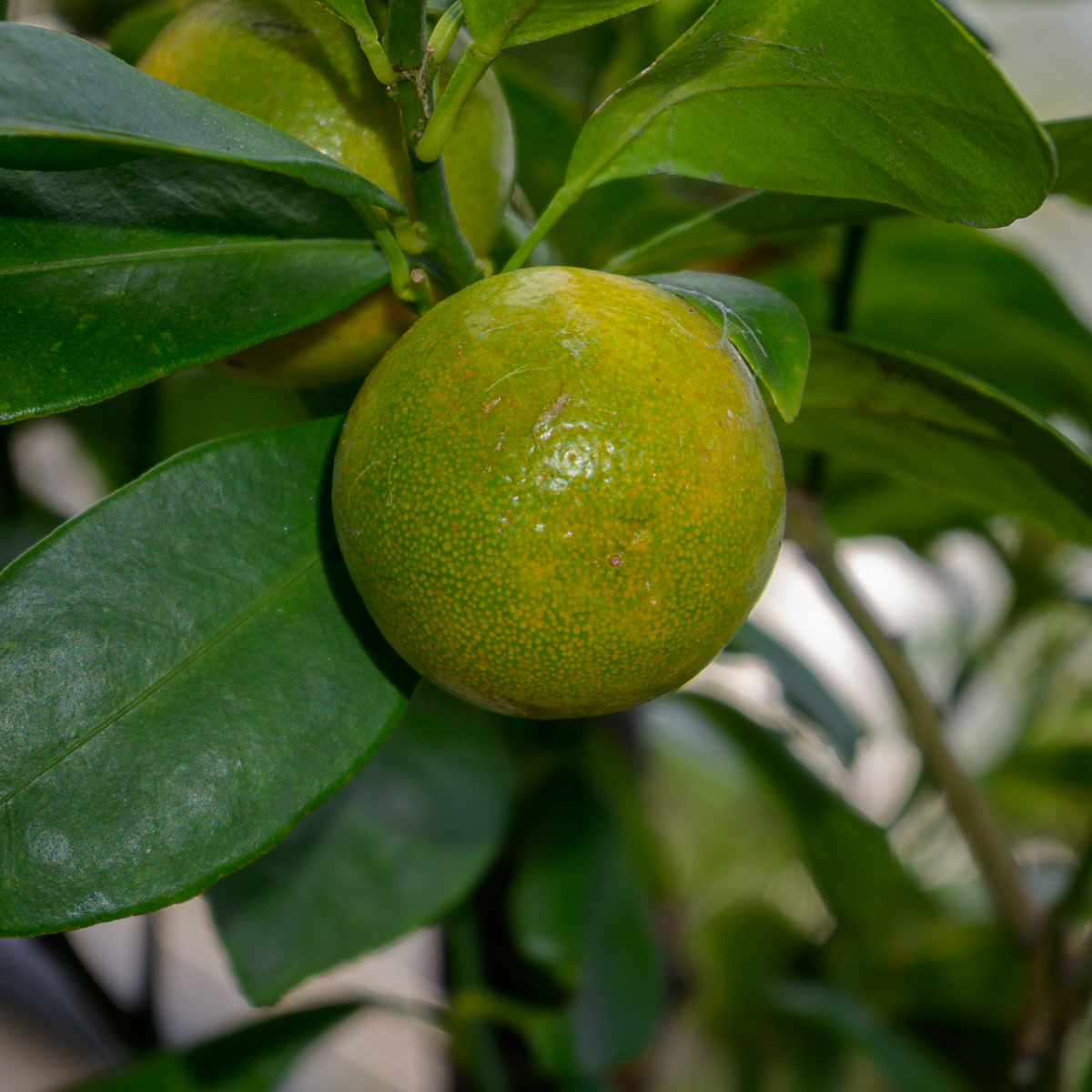 Click image for larger version

Name:	lime-orange-1.jpg
Views:	59
Size:	1.10 MB
ID:	153978