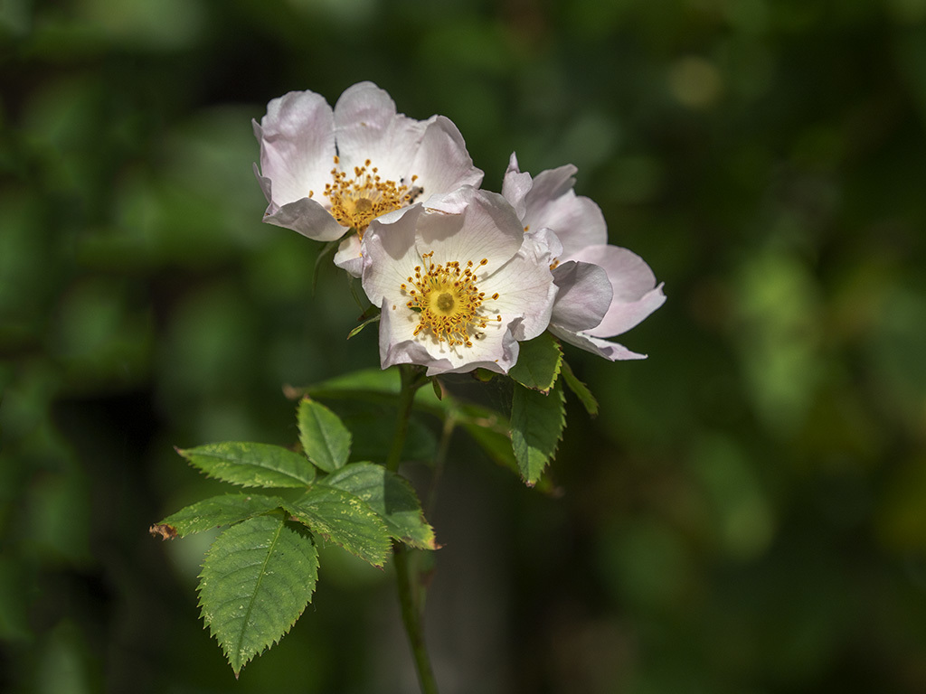 Click image for larger version

Name:	P6240054.jpg
Views:	227
Size:	190.4 KB
ID:	154034