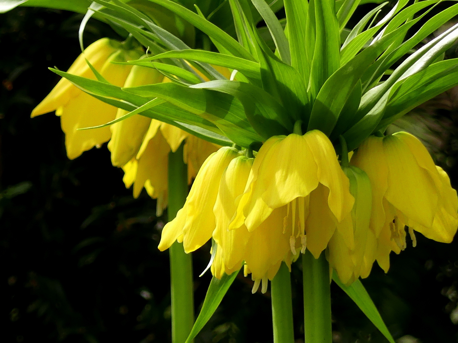 Click image for larger version

Name:	_1010434.JPG
Views:	225
Size:	956.7 KB
ID:	154040