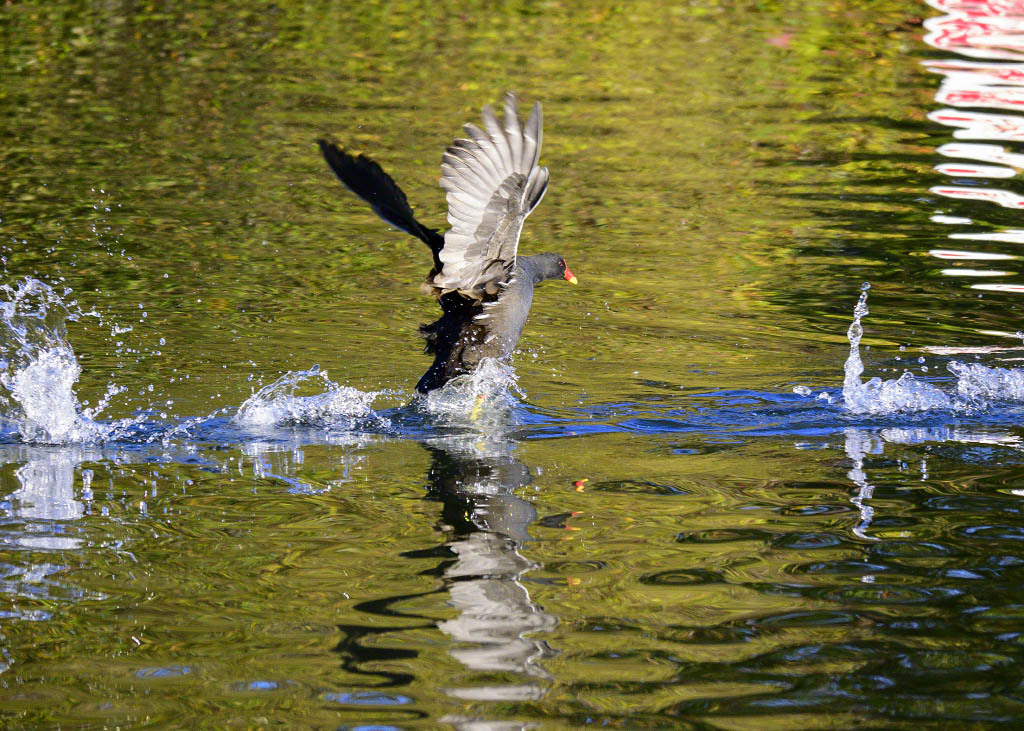 Click image for larger version

Name:	49036975483_f0a596d982_o.jpg
Views:	51
Size:	292.6 KB
ID:	154189