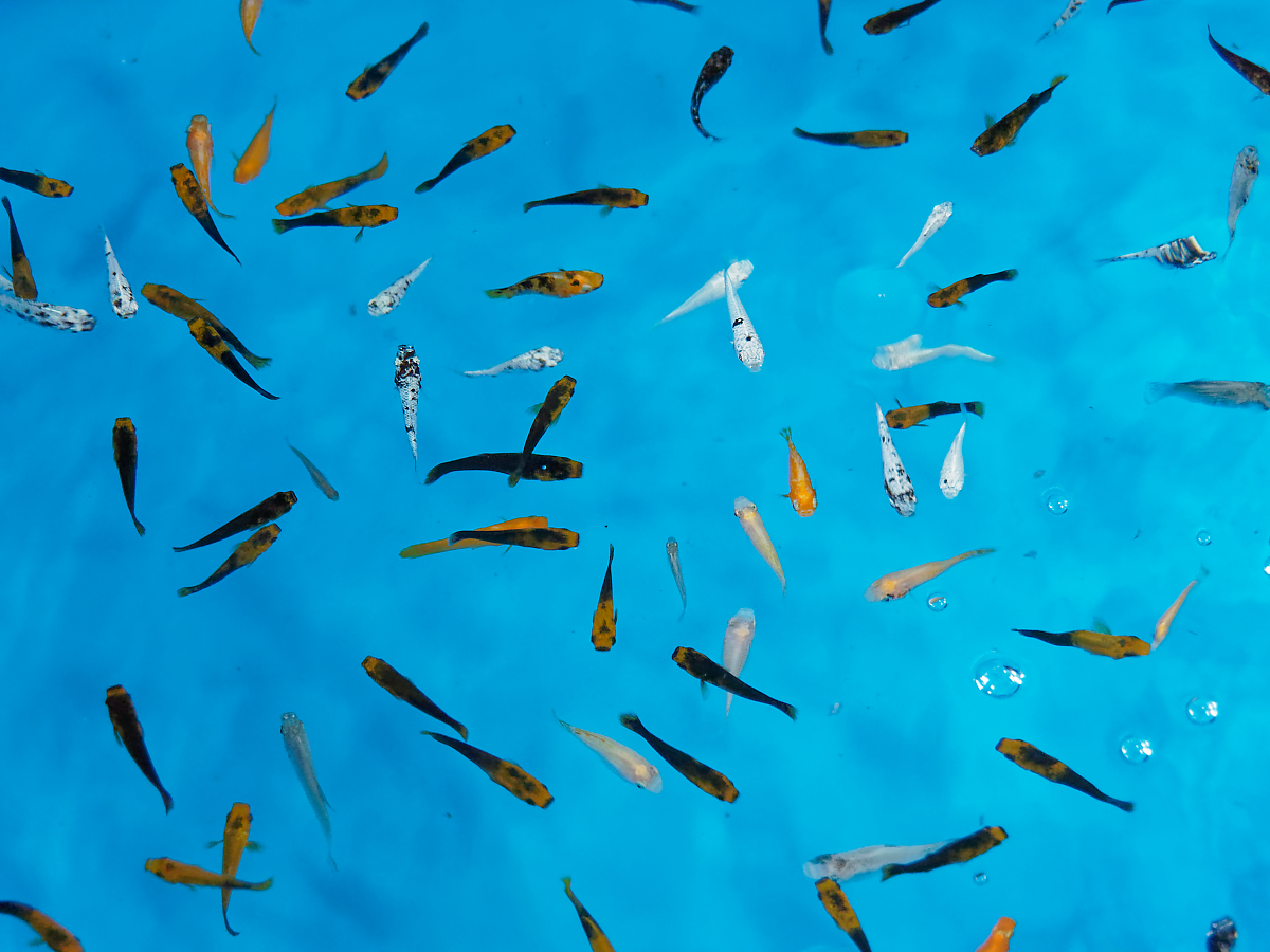 Click image for larger version

Name:	fish.jpg
Views:	77
Size:	930.1 KB
ID:	154233