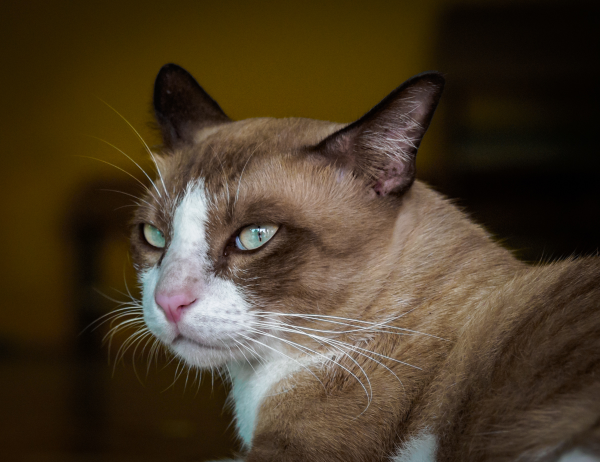 Click image for larger version

Name:	green-blue-eyes-1.jpg
Views:	84
Size:	751.5 KB
ID:	154235