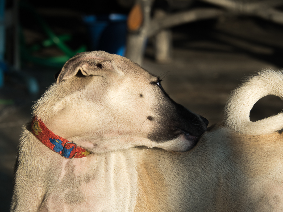 Click image for larger version  Name:	I-got-an-itch-1.jpg Views:	0 Size:	949.6 KB ID:	154237