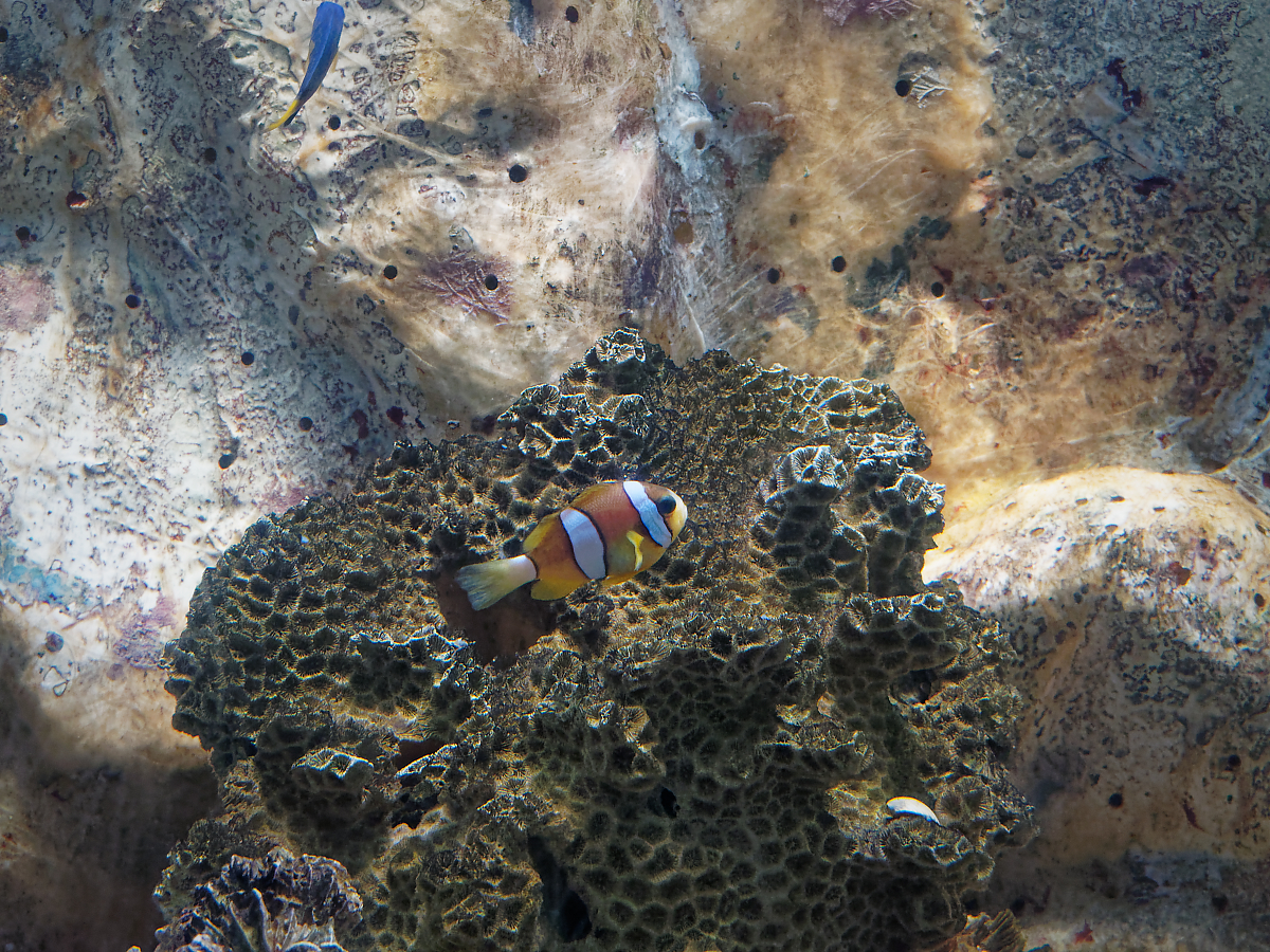 Click image for larger version

Name:	P4130192_DxO.jpg
Views:	69
Size:	1.72 MB
ID:	154263