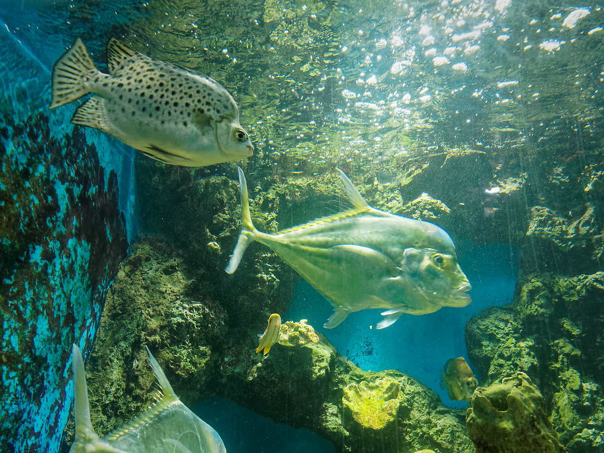 Click image for larger version

Name:	P4130203_DxO.jpg
Views:	71
Size:	1.92 MB
ID:	154271