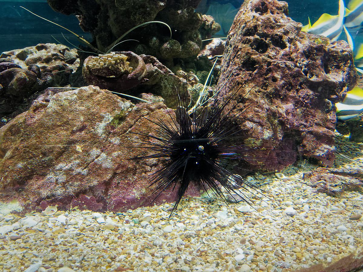 Click image for larger version

Name:	P4130210_DxO.jpg
Views:	80
Size:	2.19 MB
ID:	154272