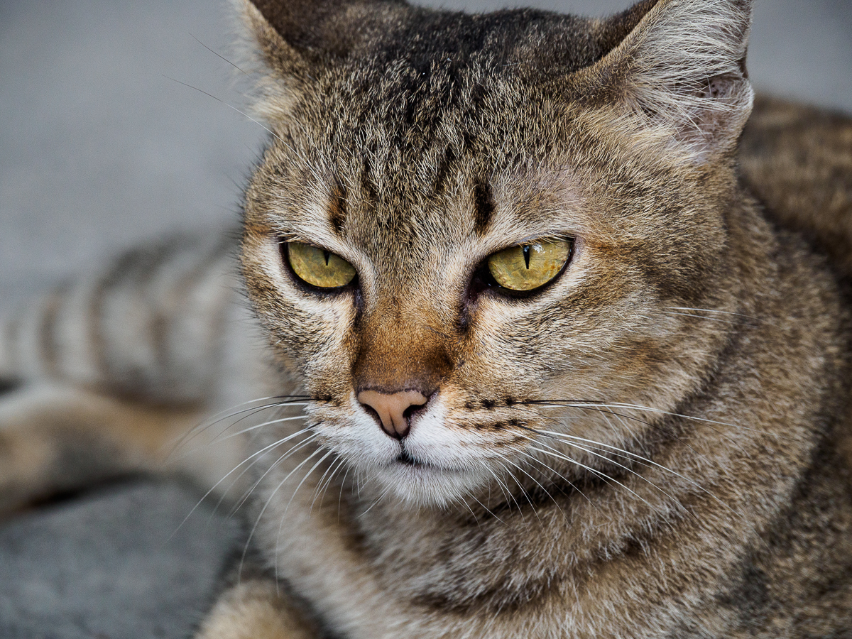 Click image for larger version

Name:	street-cat-2.jpg
Views:	71
Size:	1.17 MB
ID:	154347