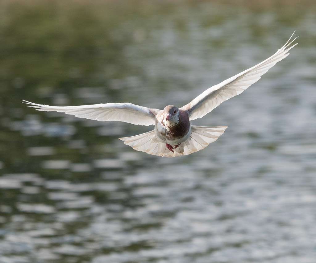 Click image for larger version

Name:	dsc_2659_35837806953_o.jpg
Views:	11979
Size:	173.8 KB
ID:	154364