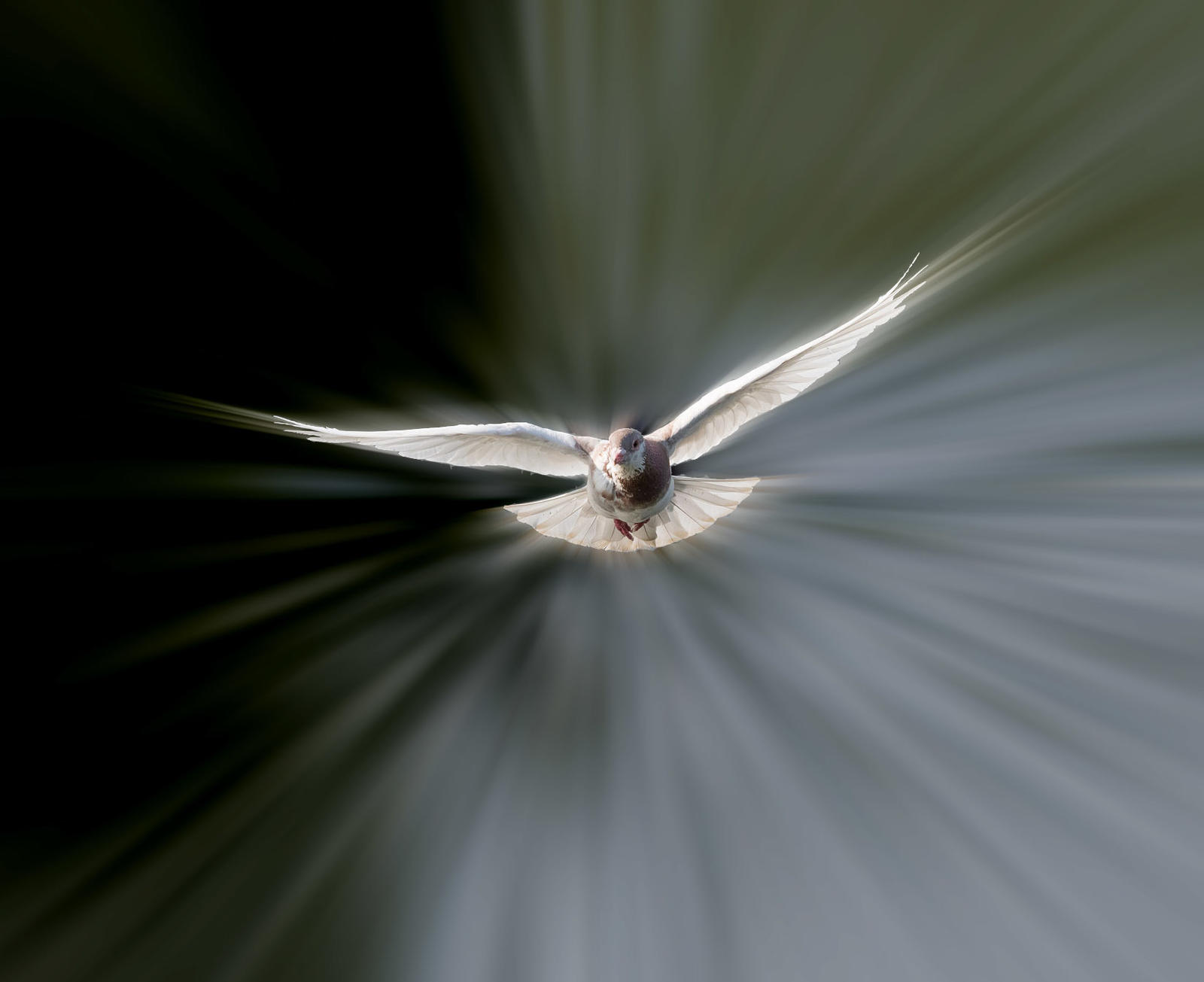 Click image for larger version

Name:	pigeon_37067979342_o.jpg
Views:	125
Size:	92.5 KB
ID:	154365