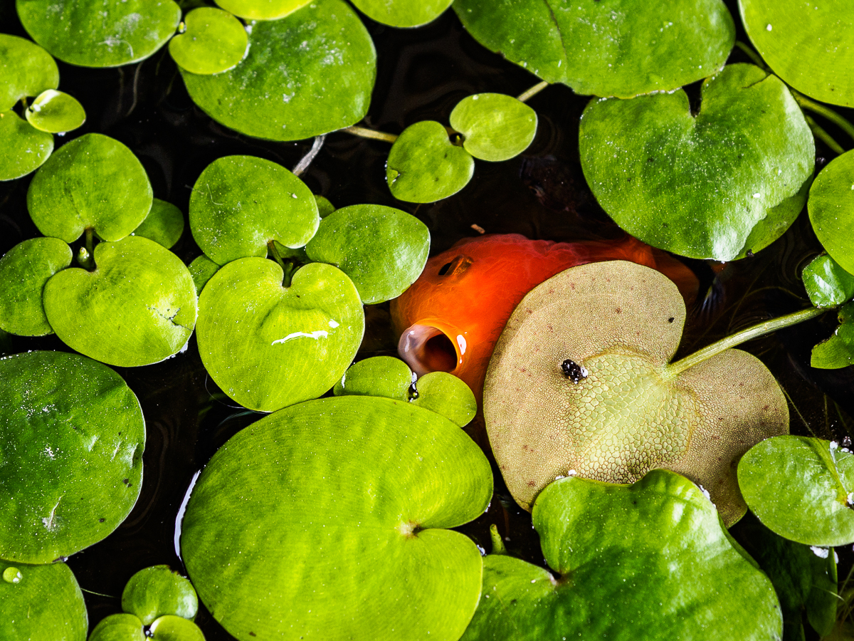 Click image for larger version

Name:	goldfish-1.jpg
Views:	118
Size:	1.42 MB
ID:	154488