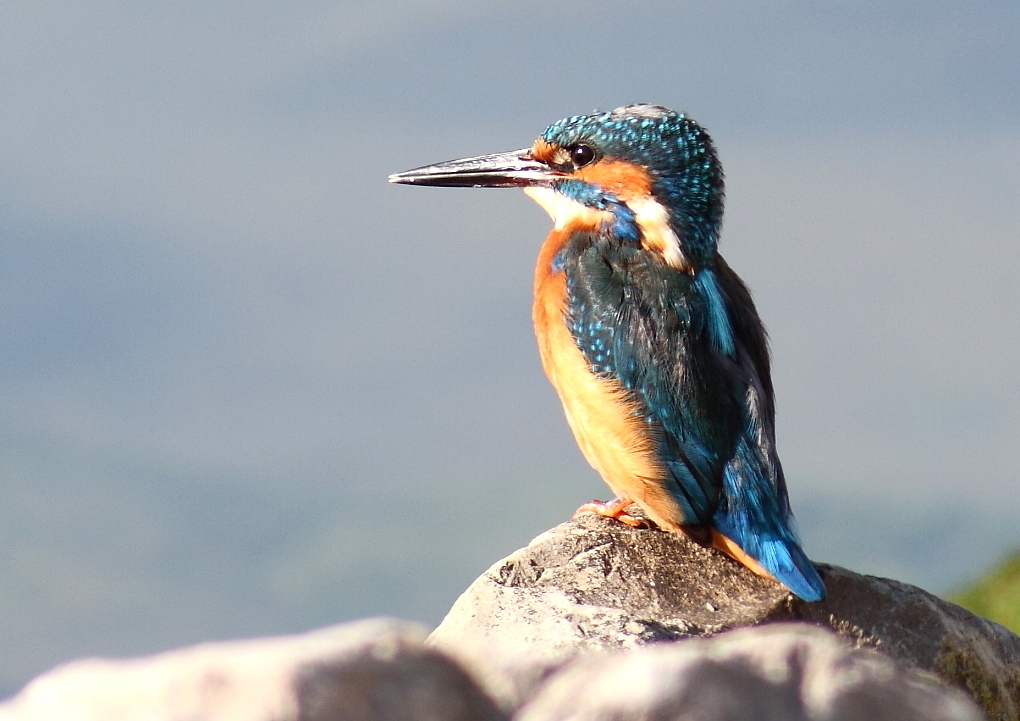 Click image for larger version

Name:	_MG_9856.jpg
Views:	89
Size:	554.1 KB
ID:	154598