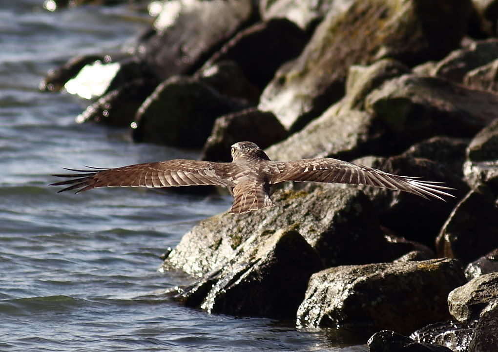 Click image for larger version

Name:	_MG_4310.jpg
Views:	40
Size:	113.2 KB
ID:	154600