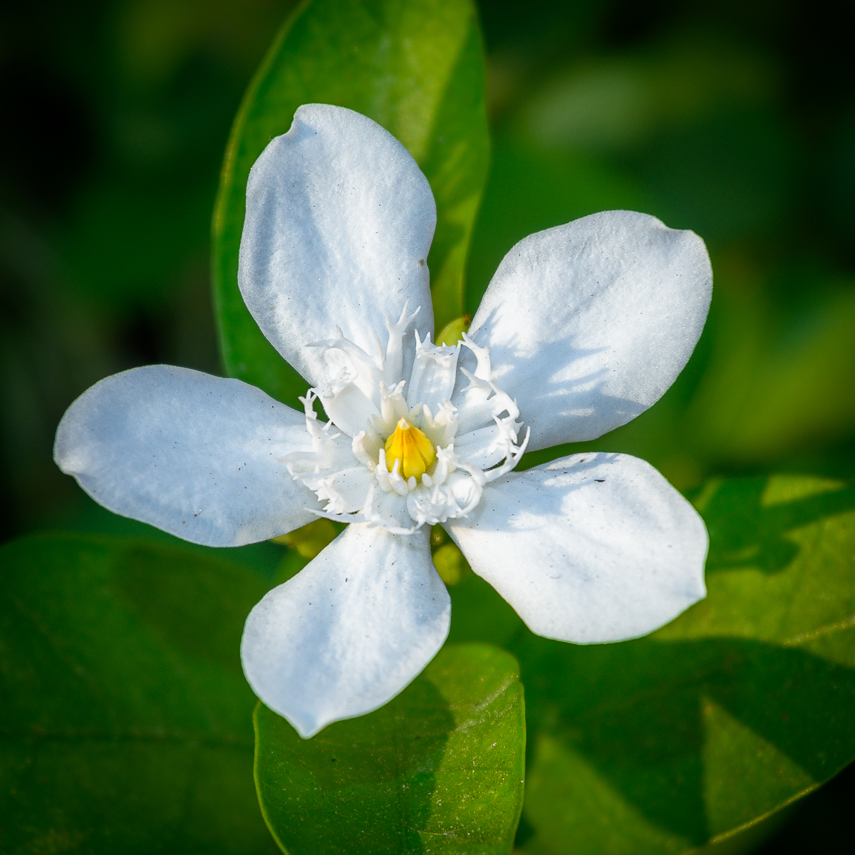 Click image for larger version

Name:	tiny-blossom-1-3.jpg
Views:	210
Size:	947.4 KB
ID:	154628