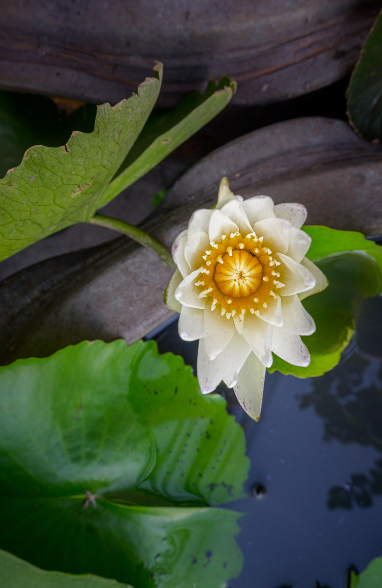 Click image for larger version

Name:	yw-1-2.jpg
Views:	203
Size:	763.7 KB
ID:	154645