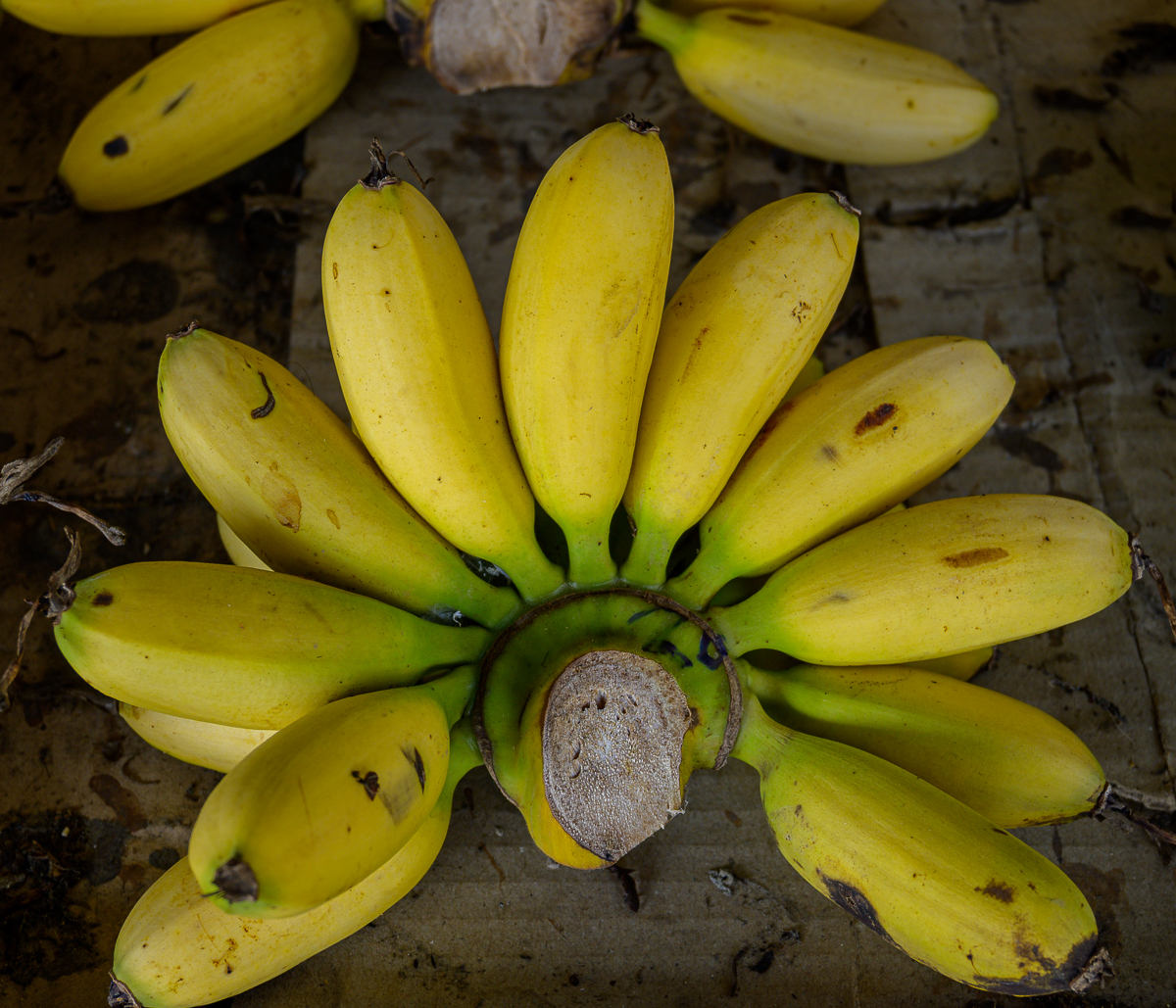 Click image for larger version

Name:	bananas-1.jpg
Views:	130
Size:	1.18 MB
ID:	154665