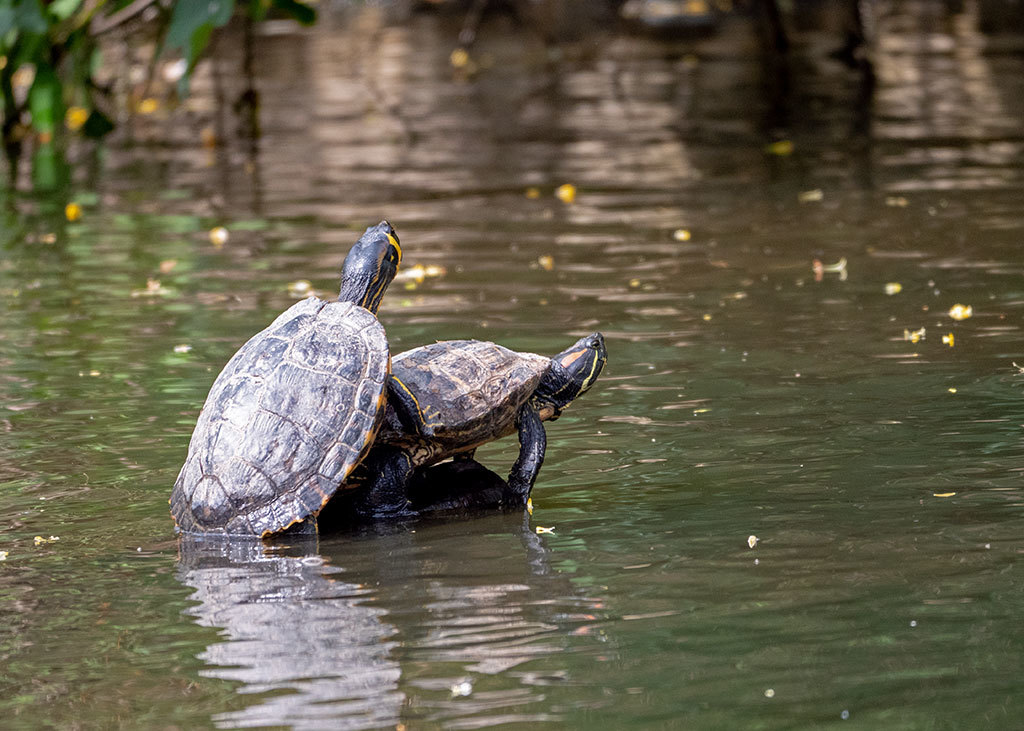 Click image for larger version

Name:	47984767097_600179d850_o.jpg
Views:	48
Size:	175.3 KB
ID:	154686