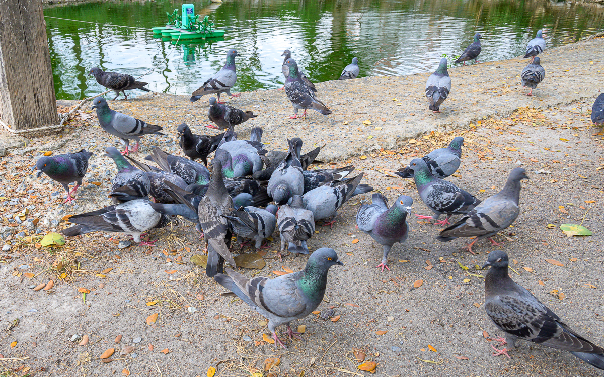 Click image for larger version  Name:	birds-3.jpg Views:	0 Size:	1.54 MB ID:	154746