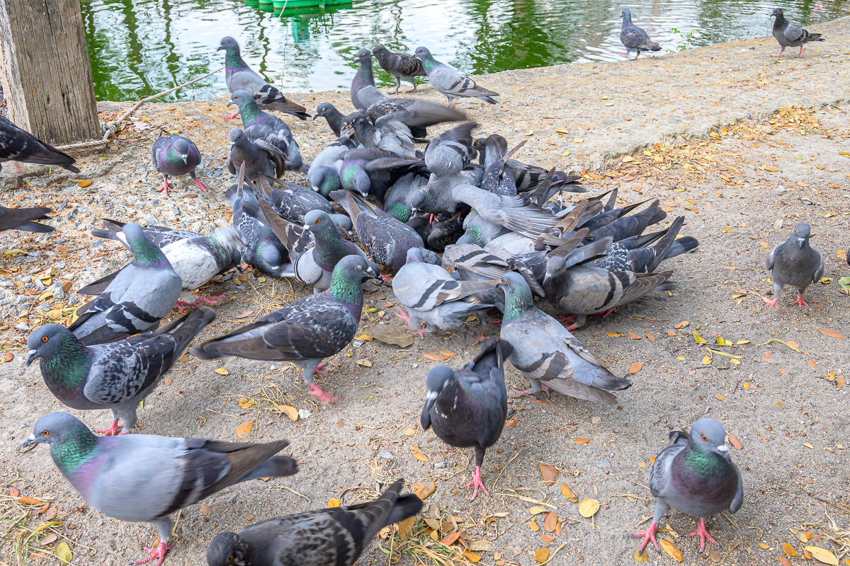 Click image for larger version  Name:	birds-2.jpg Views:	0 Size:	1.47 MB ID:	154747