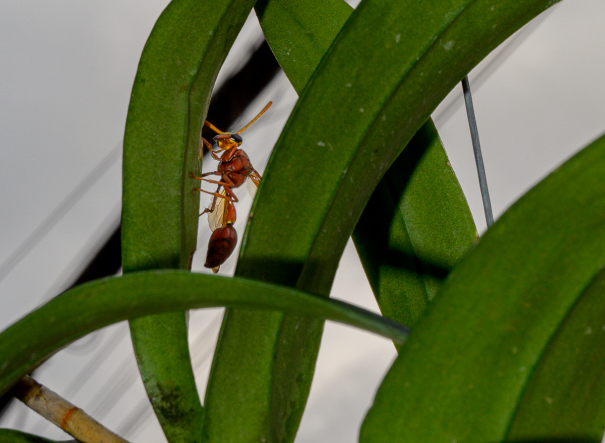 Click image for larger version

Name:	wesp-2.jpg
Views:	103
Size:	815.0 KB
ID:	154787