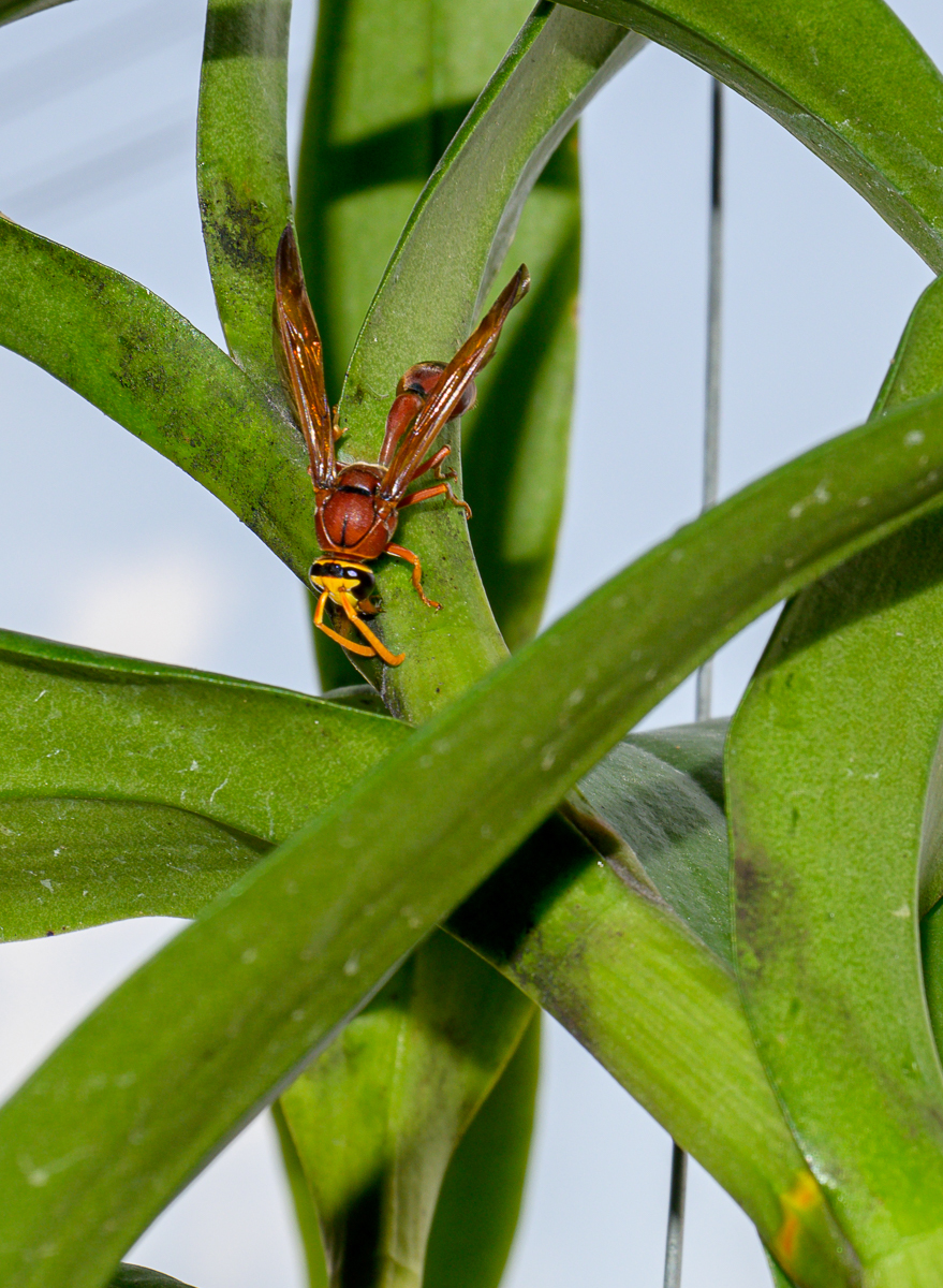 Click image for larger version

Name:	wesp-1.jpg
Views:	102
Size:	997.3 KB
ID:	154788